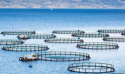 Aquaculture Entrepreneurship Programme